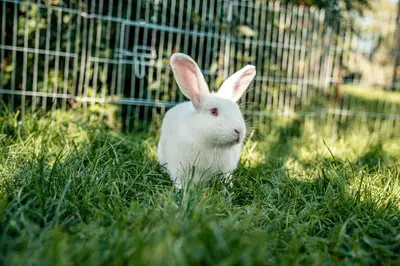 Tiere in diesem Bauernhof oder in der Nähe
