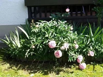 Ein Garten an der Unterkunft Ferienwohnung Griehl