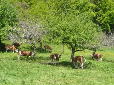 Tiere in diesem Bauernhof oder in der Nähe