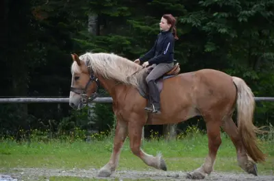 Reiten in diesem Bauernhof oder in der Nähe