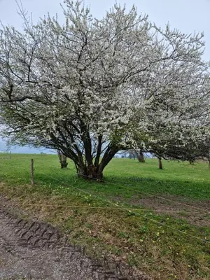 Naturlandschaft in der Nähe des Bauernhofs