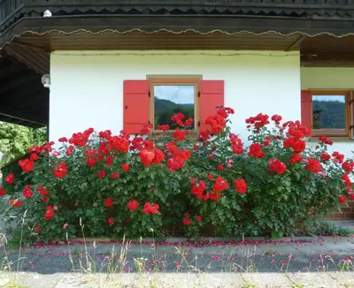 Ein Garten an der Unterkunft Haus an der Kräuterwiese