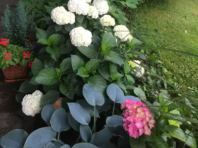 Ein Garten an der Unterkunft Haus Irmgard