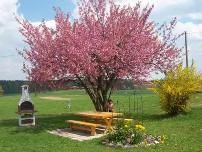 Ein Garten an der Unterkunft Irgenbauer