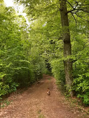 Naturlandschaft in der Nähe der Ferienwohnung