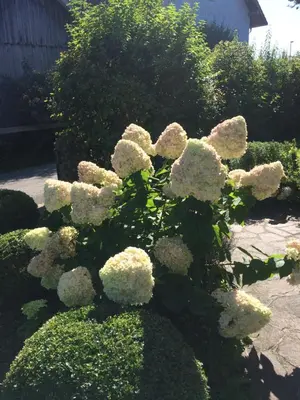 Ein Garten an der Unterkunft Apartment Gästehaus Maria