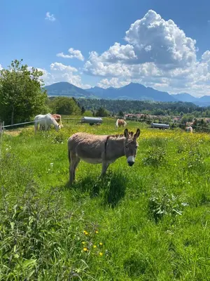 Tiere in der Ferienwohnung oder in der Nähe
