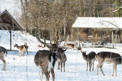 Tiere in der Pension oder in der Nähe
