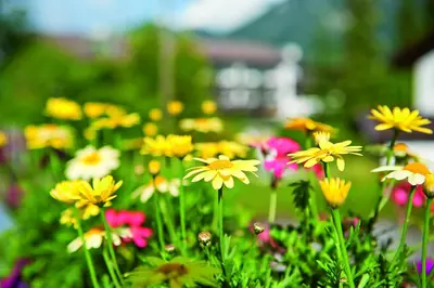 Ein Garten an der Unterkunft Alpenjuwel Parkhotel Wallgau 4 Sterne Superior Genusshotel mit Spa feinster Kulinarik & Golf Ihr Rückzugsort inmitten der Alpen mit Tradition und Eleganz
