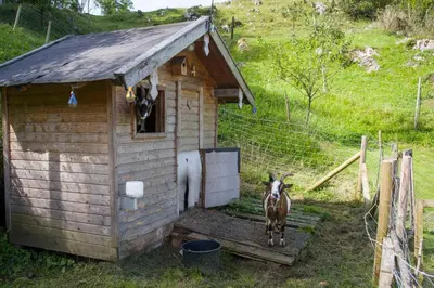 Tiere im Hotel oder in der Nähe