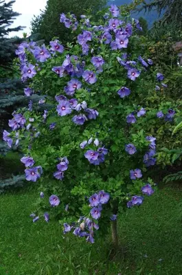 Ein Garten an der Unterkunft Gästehaus Lödermann