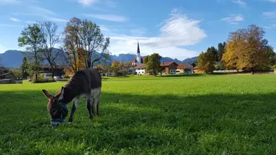 Tiere in der Ferienwohnung oder in der Nähe