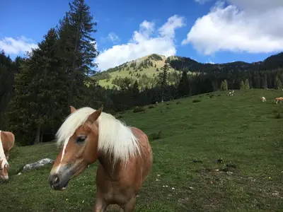 Tiere in der Ferienwohnung oder in der Nähe