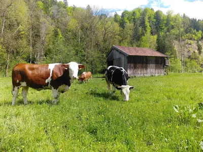 Tiere in der Ferienwohnung oder in der Nähe