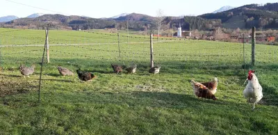Tiere in der Ferienwohnung oder in der Nähe
