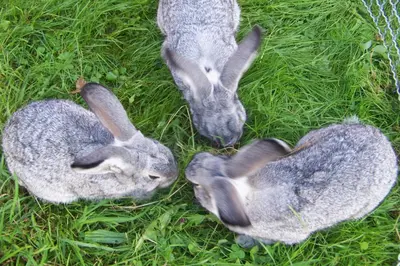 Tiere in der Pension oder in der Nähe