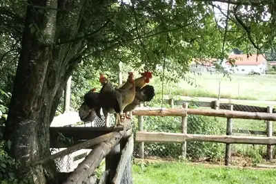 Tiere im Ferienhaus oder in der Nähe