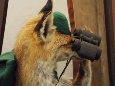 Tiere im Hotel oder in der Nähe