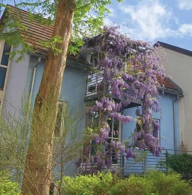 Ein Garten an der Unterkunft Hotel Mariahilf München