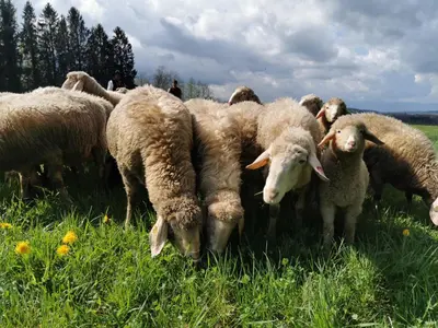 Tiere in der Pension oder in der Nähe