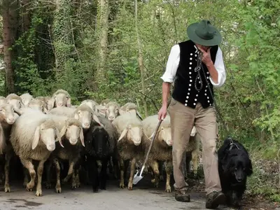Tiere in der Pension oder in der Nähe