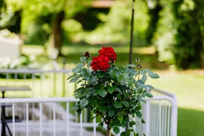 Ein Garten an der Unterkunft Haus am Mühlenweg - Appartement 4 Haus I - sonniges und modernes Ferienappartement