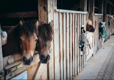 Tiere in der Ferienwohnung oder in der Nähe
