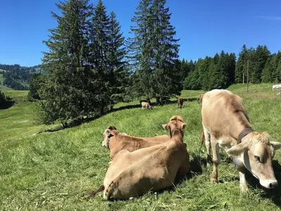 Tiere im Ferienhaus oder in der Nähe
