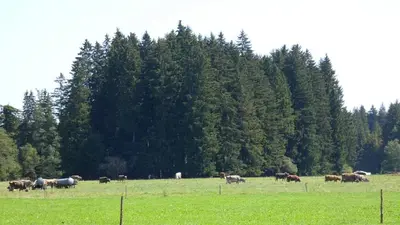 Tiere in der Ferienwohnung oder in der Nähe