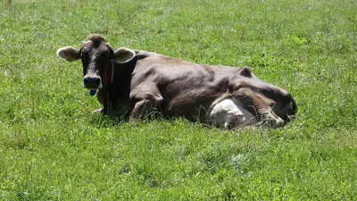 Tiere in der Ferienwohnung oder in der Nähe