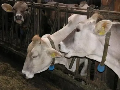 Tiere in der Ferienwohnung oder in der Nähe