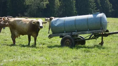 Tiere in der Ferienwohnung oder in der Nähe