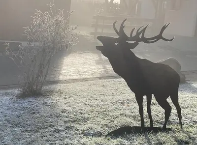 Tiere im Ferienhaus oder in der Nähe