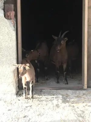 Tiere in der Ferienwohnung oder in der Nähe