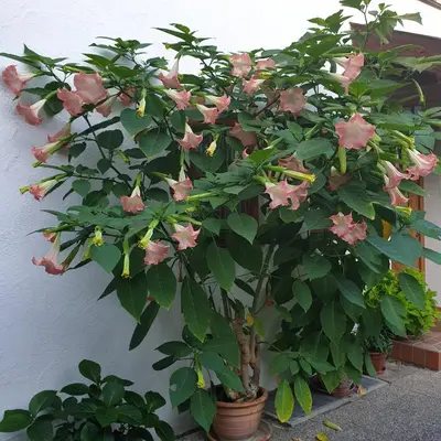 Ein Garten an der Unterkunft Schöne Souterrainwohnung in Seeshaupt