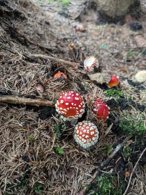 Grundriss der Unterkunft Bergliebe