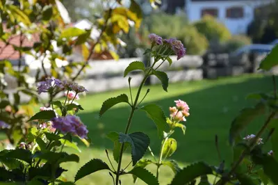 Ein Garten an der Unterkunft Pension Willibald
