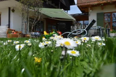 Ein Garten an der Unterkunft Pension Willibald
