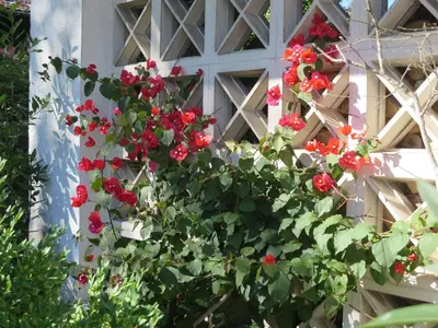 Ein Garten an der Unterkunft Ferienwohnung Birkenflair