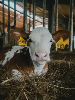 Tiere in der Ferienwohnung oder in der Nähe