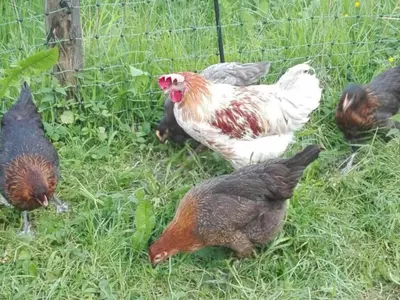 Tiere in diesem Bauernhof oder in der Nähe