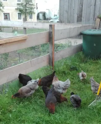 Tiere in diesem Bauernhof oder in der Nähe
