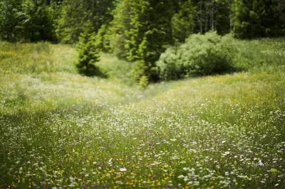 Naturlandschaft in der Nähe des Gasthauses