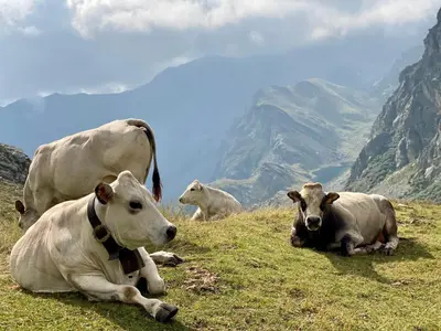 Tiere in der Ferienwohnung oder in der Nähe