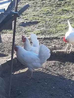 Tiere in der Ferienwohnung oder in der Nähe