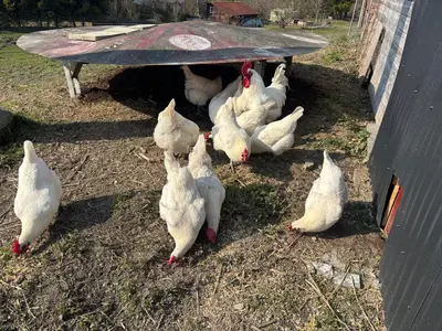 Tiere in der Ferienwohnung oder in der Nähe