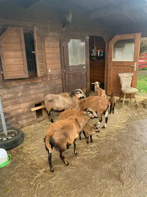 Tiere in der Ferienwohnung oder in der Nähe