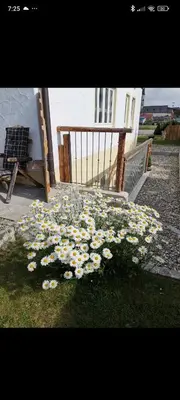 Ein Garten an der Unterkunft Ferienwohnung Ruhdichaus