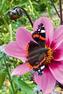 Ein Garten an der Unterkunft Ferienwohnungen Familie Sappl