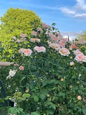 Ein Garten an der Unterkunft Ferienwohnungen Familie Sappl